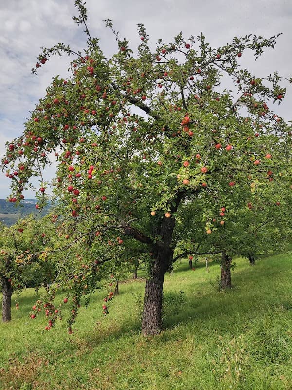 Obstwiese Liegewiese Weinberge - Image 2