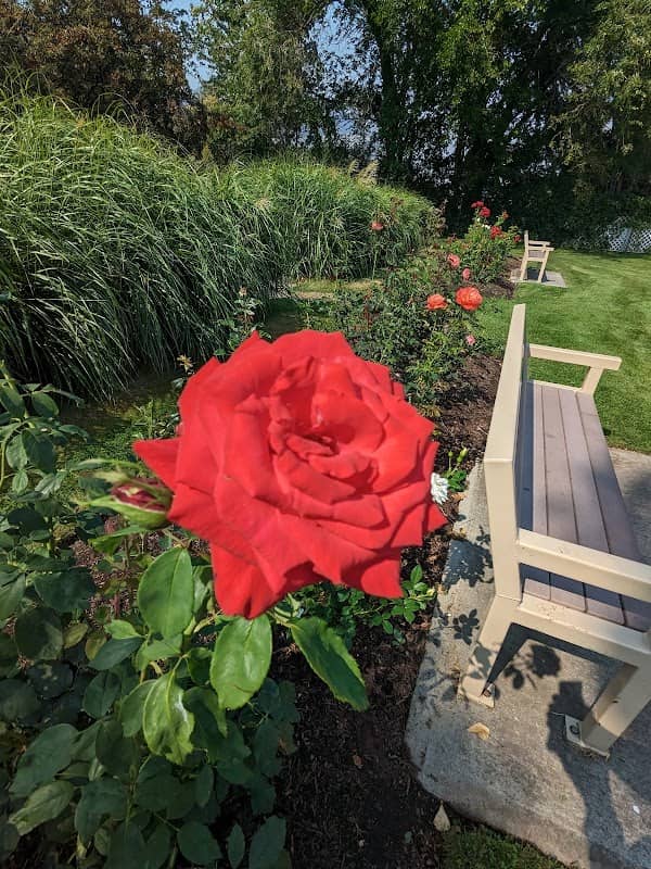 Penticton Rose Garden - Image 3