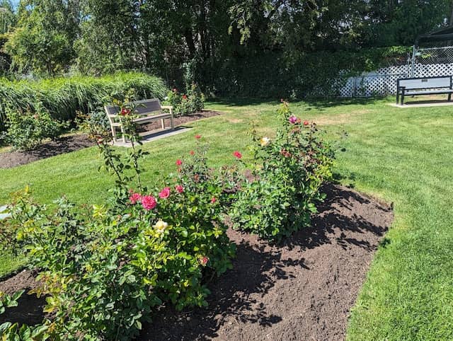 Penticton Rose Garden - Image 2