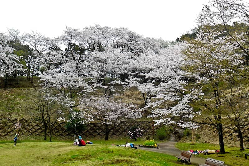Cherry Blossom Garden - Image 1