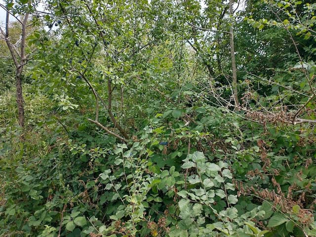 Broomhill Orchard - Image 2