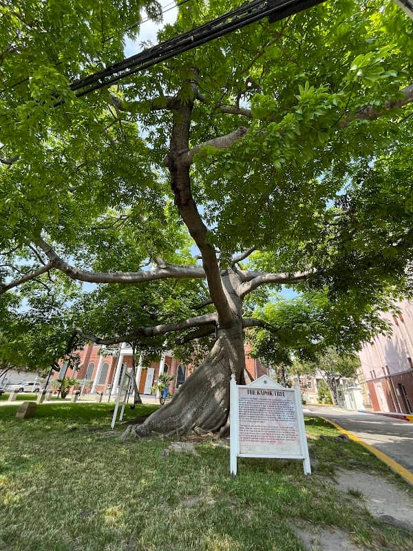 The Kapok Tree - Image 2