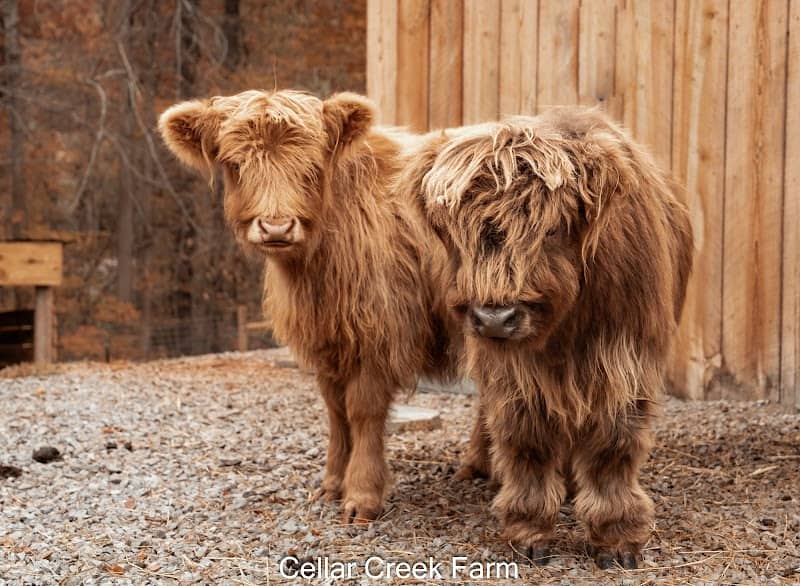 Cellar Creek Farm - Image 1