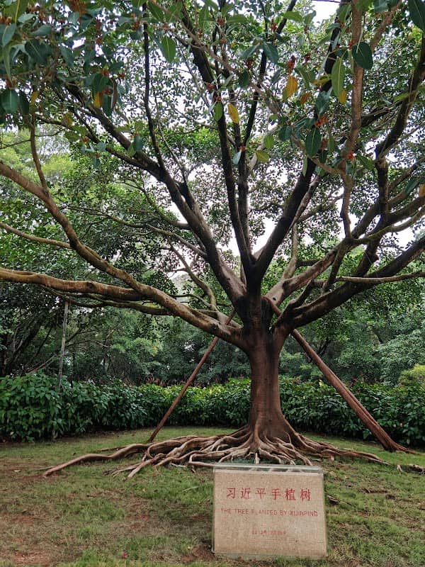 The Tree Planted by Xijinping - Image 1