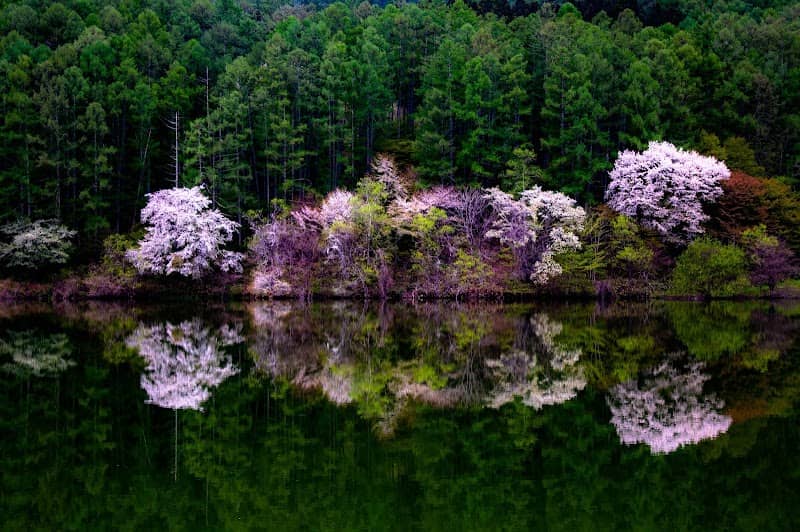 大池上池 - Image 2
