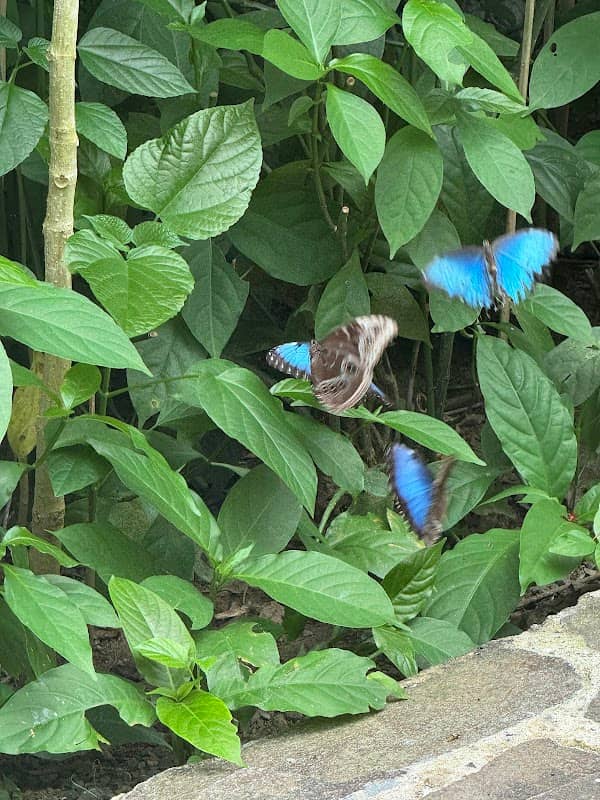 COCOON - Arenal Butterfly Garden and Wildlife Sanctuary - Image 2