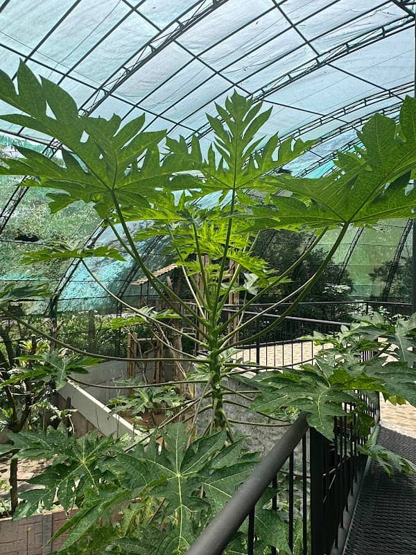 COCOON - Arenal Butterfly Garden and Wildlife Sanctuary - Image 3