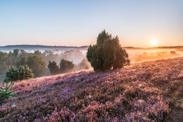 Lüneburg Heath - Image 1