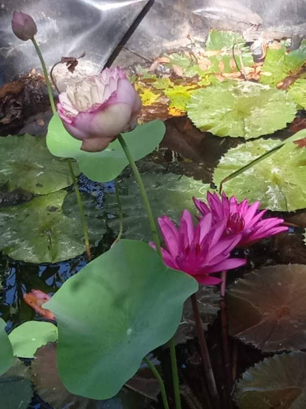 Rajshri Farm - Image 1