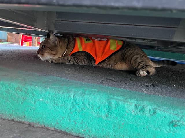 Ma Win the Motosai Cat - Image 1