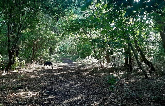 Bearts Farm Wood - Image 1