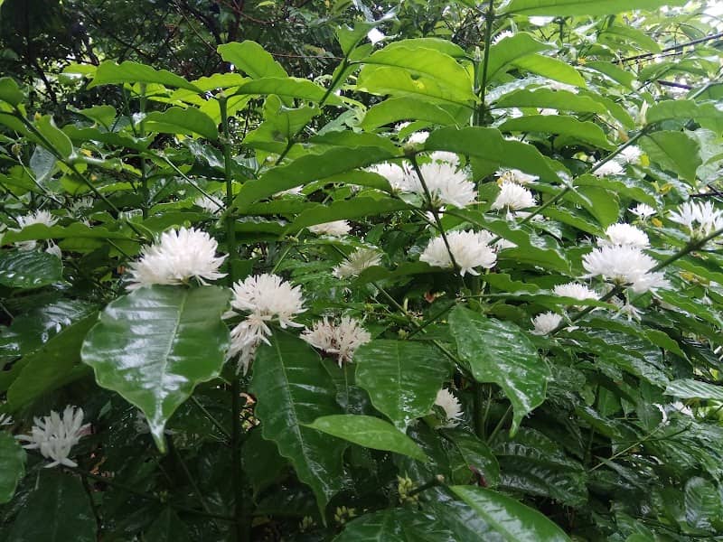 Kebun Kopi Edukasi - Image 1