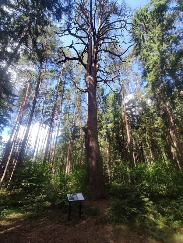 Storoji Svilonių pušis - Image 1