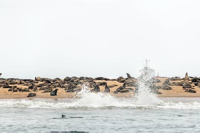 Sea Lions - Image 1
