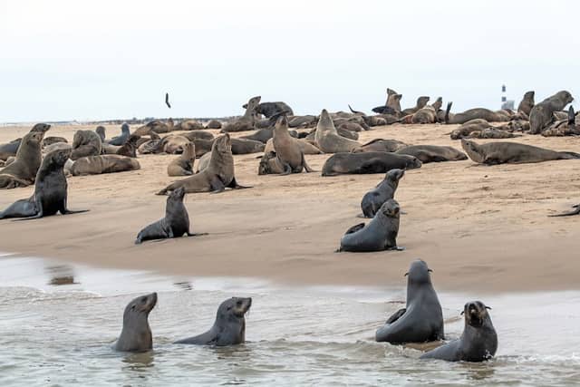 Sea Lions - Image 3