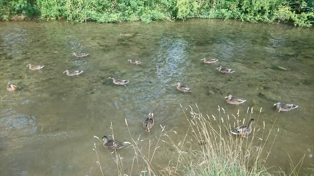 Brompton Beck - Image 1