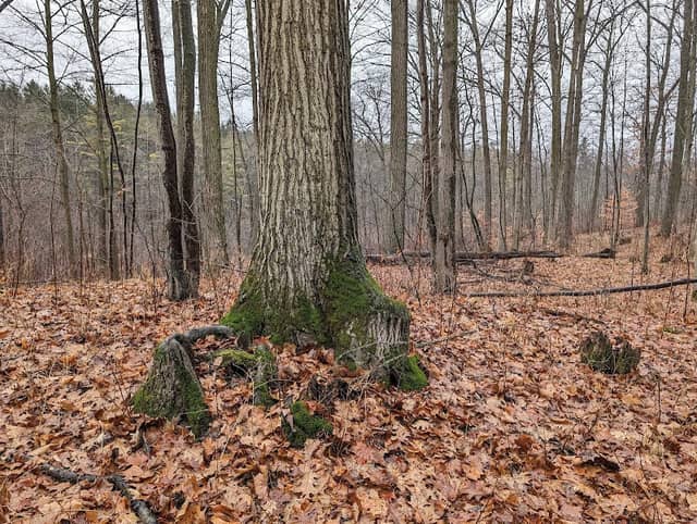 Drynan Regional Forest - Image 1