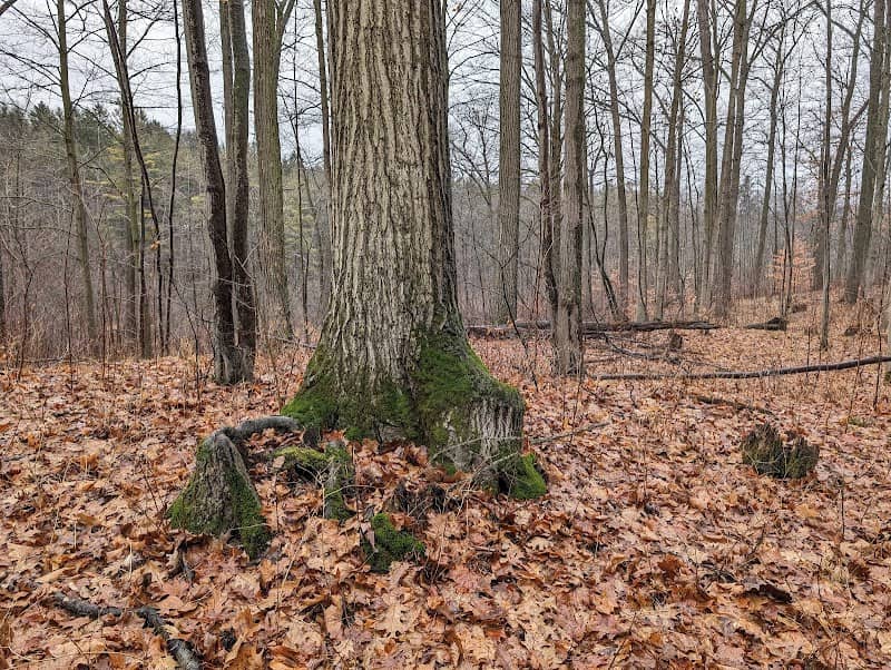 Drynan Regional Forest - Image 1