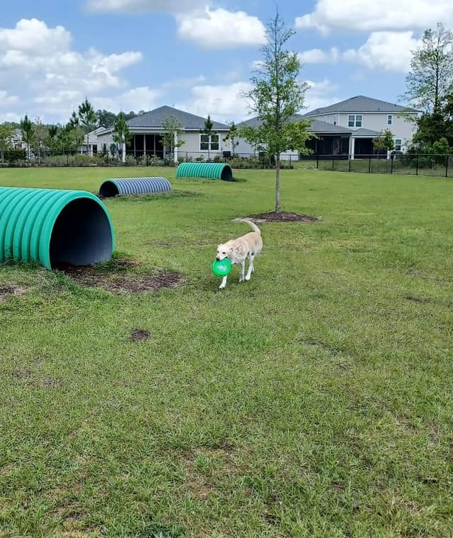 Pawsome Park (Tributary-Residents Only) - Image 2