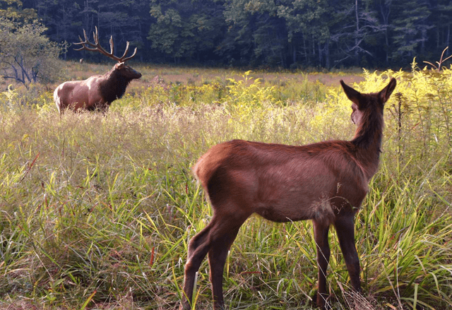 Cataloochee Valley - Elk Watching - Image 3