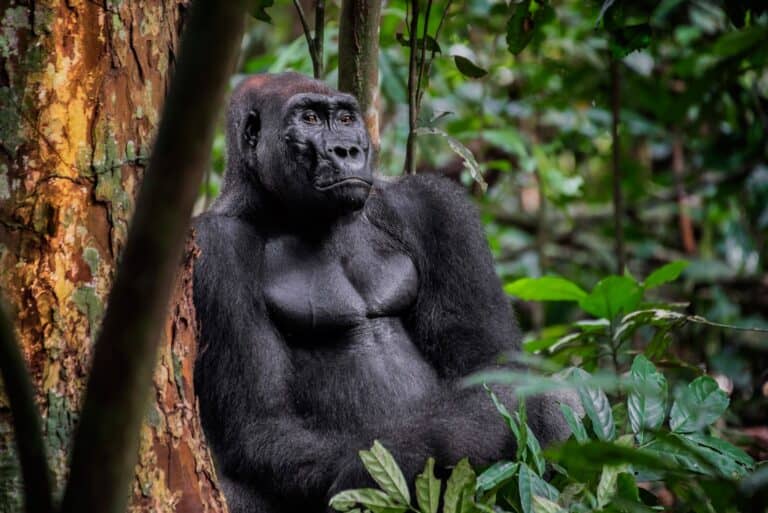 Gabon Wildlife Camps & Safaris - Image 2
