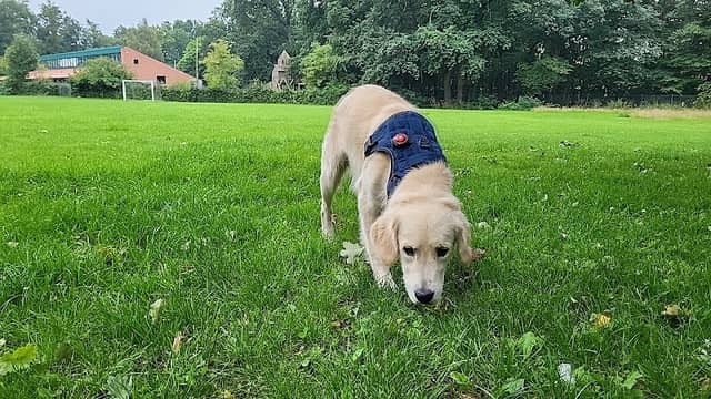 Gemmas Allé's friløbsområde for hunde - Image 1