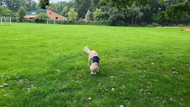 Gemmas Allé's friløbsområde for hunde - Image 2