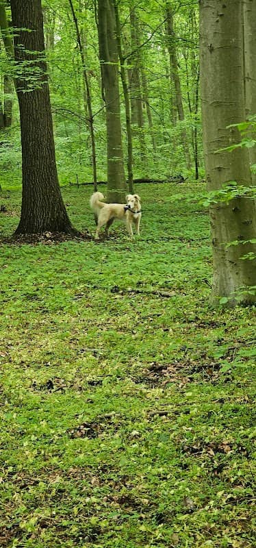 Am Knabenbach, Lauselacke - Image 1