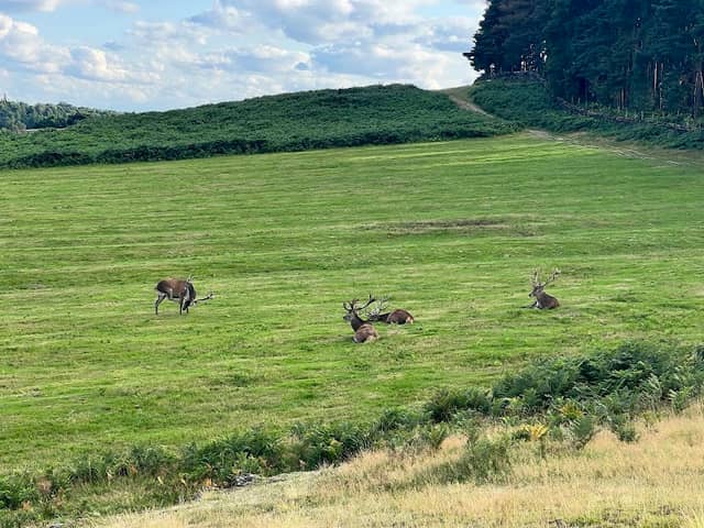 Bradgate Park (Hallgates Entrance) - Image 2