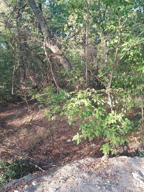 Vulcănești Forest - Image 1