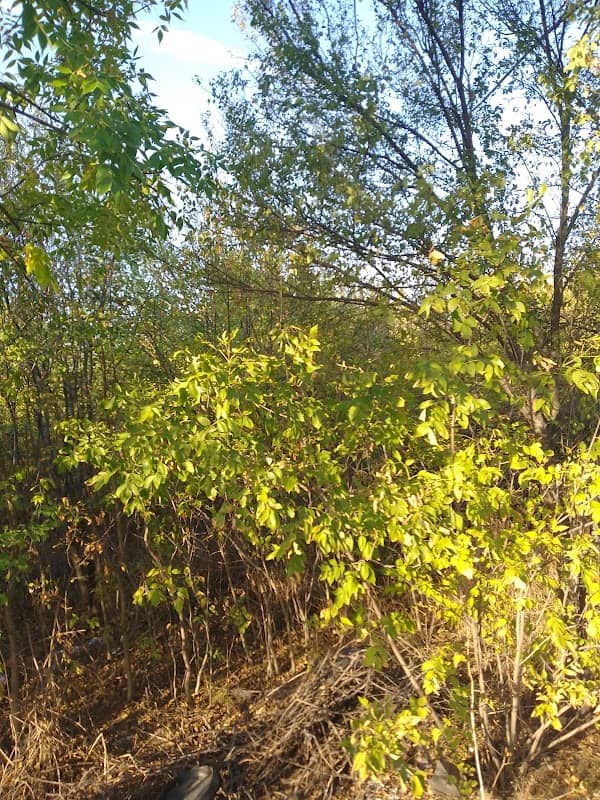Vulcănești Forest - Image 2