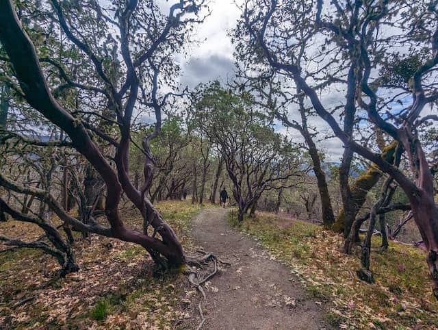 Sky Crest Trail Head - Image 2