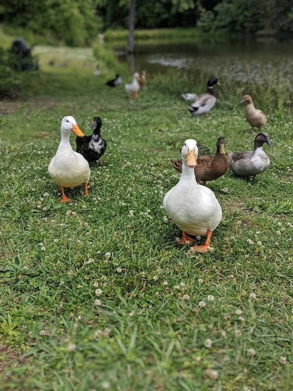 Lakesite Park - Image 2