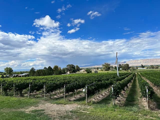 Whitewater Hill Vineyards - Image 1