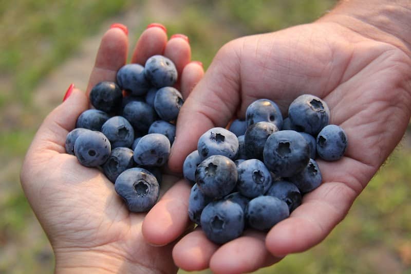 Fritts Berry Farm - Image 1