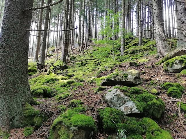 Boubínský prales - Image 1