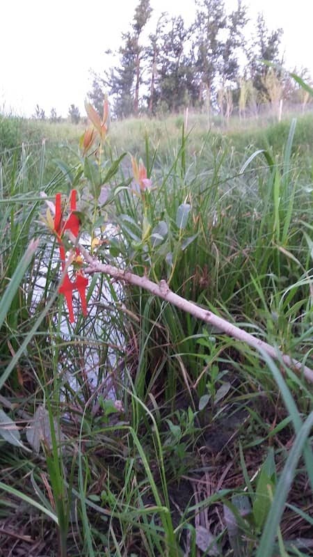 Piper Creek Restoration Agriculture Project - Image 1