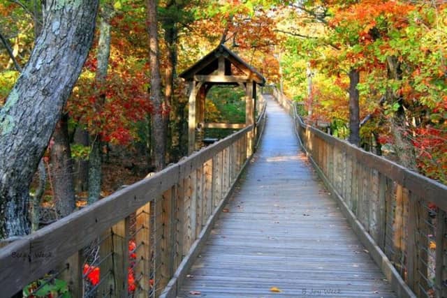 Talladega National Forest - Image 3