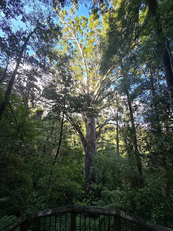 Opua Kauri Walk - Image 2