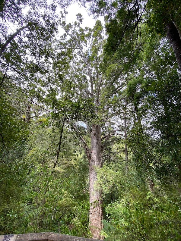 Opua Kauri Walk - Image 1