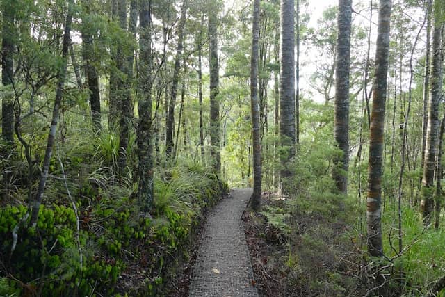 Opua Kauri Walk - Image 3