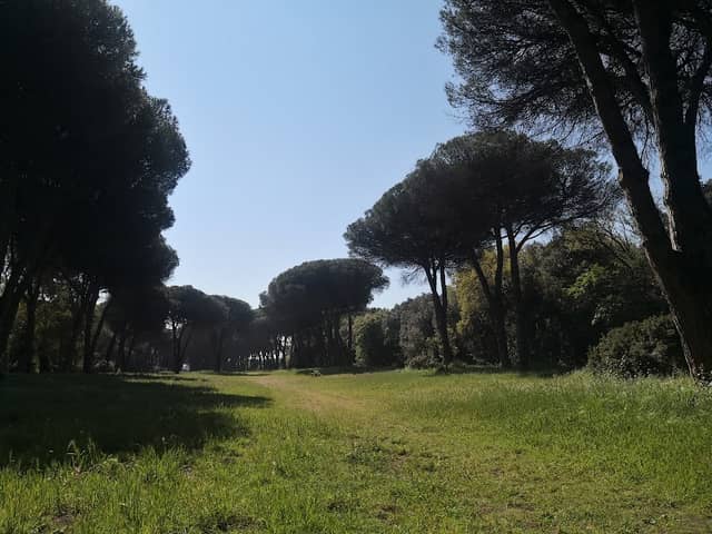 Lecceta di Fregene - Image 1