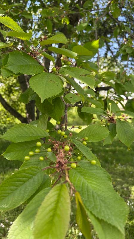 Sweet Cherry - Image 1