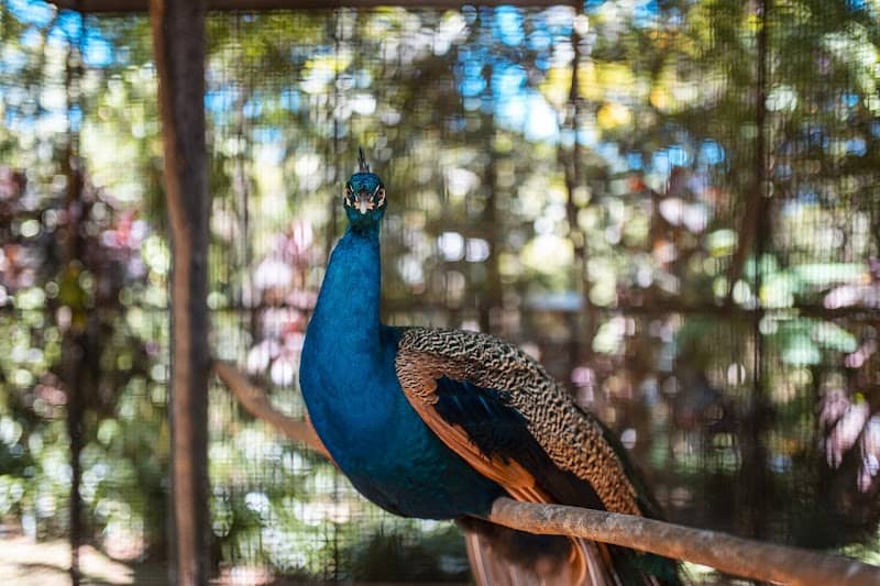 Jardín de los Pájaros - Image 1