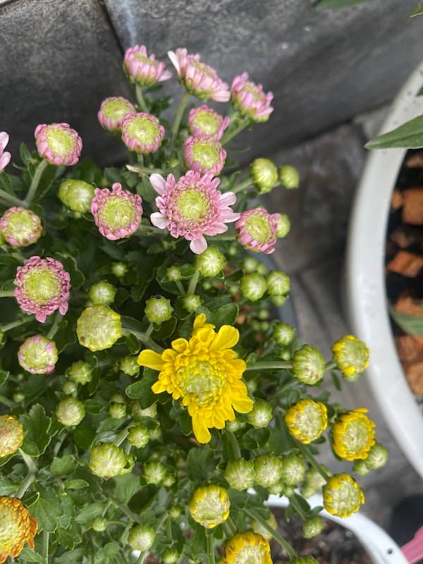 MM EdibleFlowers Siracha - Image 2