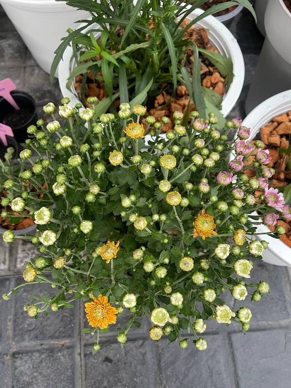 MM EdibleFlowers Siracha - Image 1