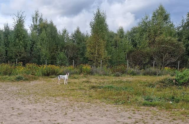 Hundrastplats - Image 1