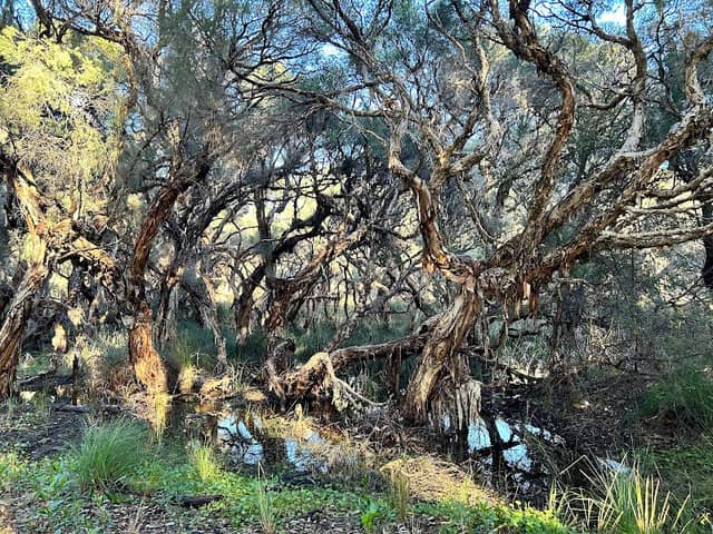 Star Swamp Bushland Reserve - Image 1