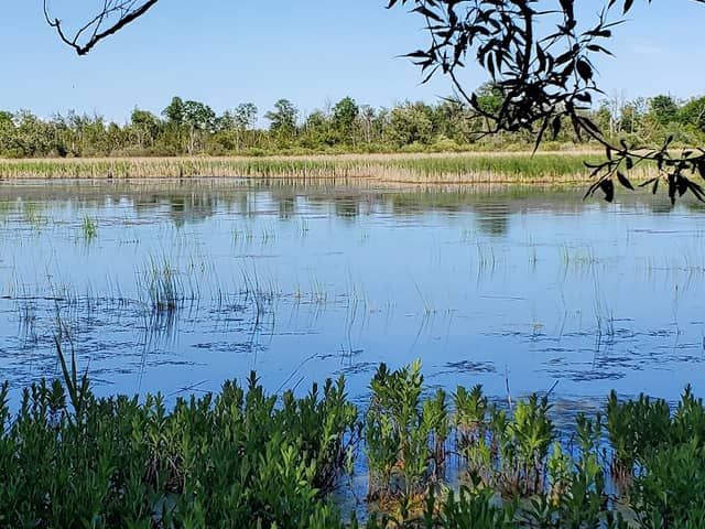Mud Lake Conservation Area - Image 2