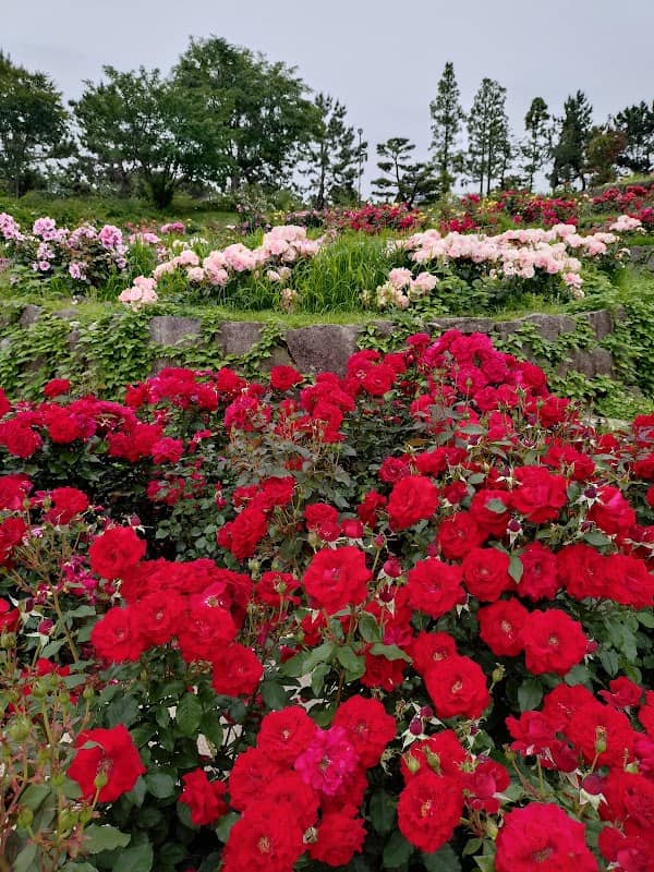 Rose Garden - Image 1